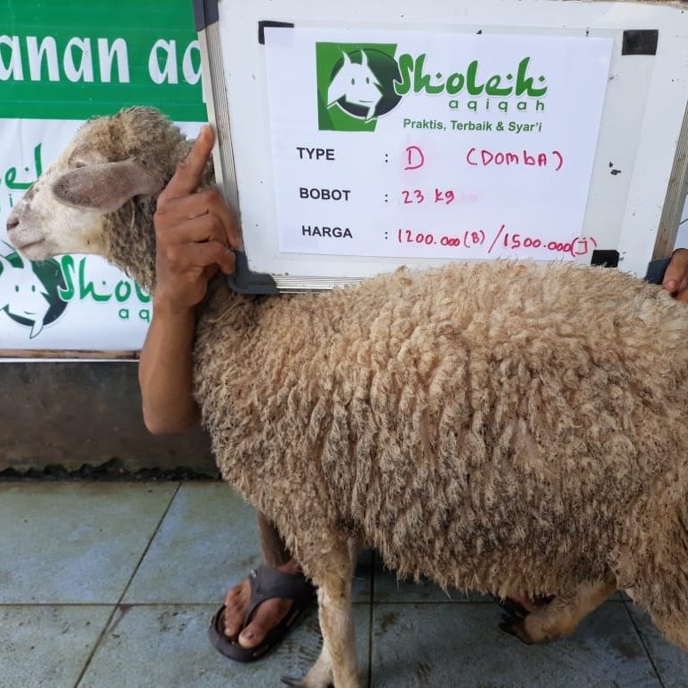 Informasi terkait dengan tips memilih kambing Aqiqah yang sesuai dengan syariat Islam.